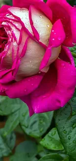 Vibrant pink rose with dewdrops and green leaves.