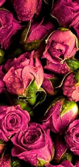 Pink roses with dew droplets close-up wallpaper.