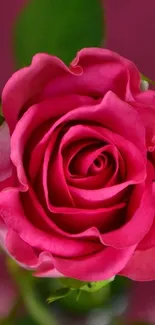 Close-up of a vibrant pink rose in bloom on a green background.