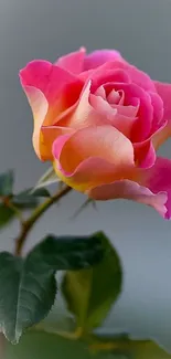 Vibrant pink rose with green leaves on a wallpaper.