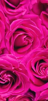 Vibrant magenta pink roses close-up wallpaper