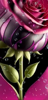Pink rose with water droplets and green leaves on a black background.