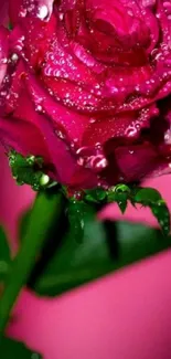 Vibrant pink rose with dew drops on petals.