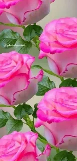 Vibrant pink roses with green leaves pattern.