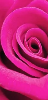 Vibrant close-up of a pink rose for mobile wallpaper.