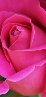 A vibrant pink rose in full bloom, perfect for a mobile wallpaper.