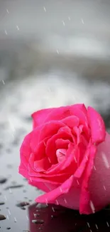 Vibrant pink rose with water droplets on petals.