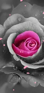 Grayscale rose with vibrant pink petals and dewdrops.