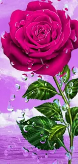 Pink rose with dewdrops on a purple background.