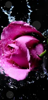 Vibrant pink rose with water droplets in a dark background.