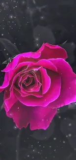 Vibrant pink rose on dark background wallpaper.