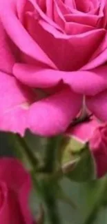 Vibrant pink rose close-up wallpaper with buds.