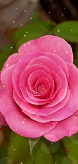 A close-up of a vibrant pink rose with lush green leaves.