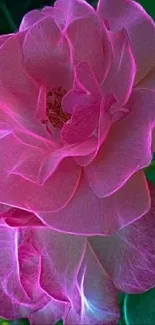 Vibrant pink rose with green leaves wallpaper.