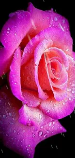 Close-up of a vibrant pink rose with droplets.