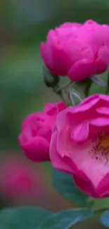 Vibrant pink roses with lush green leaves.