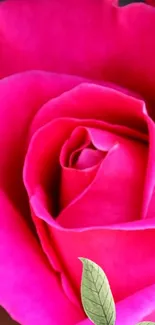 Close-up of vibrant pink rose with detailed petals.