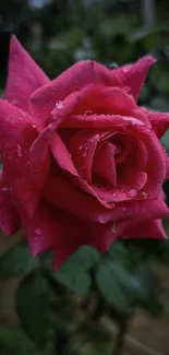 Vibrant pink rose with raindrops in focus against a blurred background.