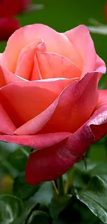 Vibrant pink rose in full bloom with lush green background.