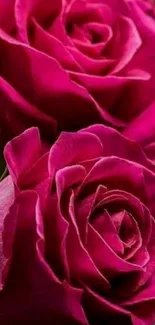 Vibrant pink roses with lush petals on a mobile wallpaper.