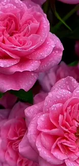 Vibrant pink roses with dew drops in a lush setting.