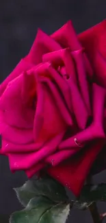 Vibrant pink rose with dark background wallpaper.