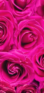 Bright pink roses wallpaper with rich magenta petals.