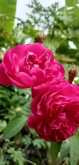 A close-up of vibrant pink roses with lush green leaves in the background.