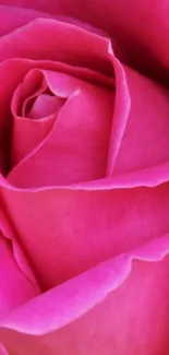 Close-up of a vibrant pink rose with intricate petals.