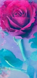 Vibrant pink rose with dreamy blue background.