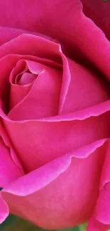 Close-up of a vibrant pink rose with delicate petals.