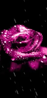 Vibrant pink rose with water droplets on a black background.