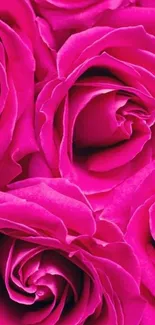 Vivid pink rose petals creating a vibrant floral phone wallpaper.