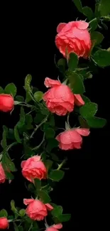 Vibrant pink roses with dewdrops on a black background.