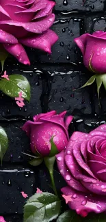 Vibrant pink roses with water droplets on a dark textured background.