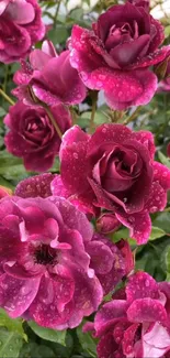 Mobile wallpaper of vibrant pink roses with dew.