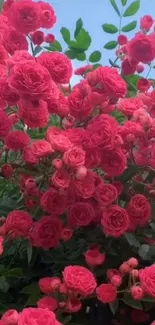 Vibrant pink roses with green leaves and blue sky.