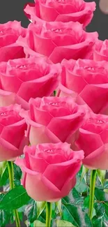 Pink roses with bokeh background wallpaper.