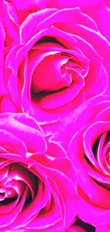 Close-up of vibrant pink roses creating a lively wallpaper.