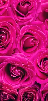 Close-up of vibrant pink roses wallpaper for mobile devices.