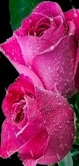 Dew-kissed vibrant pink roses on a black background.