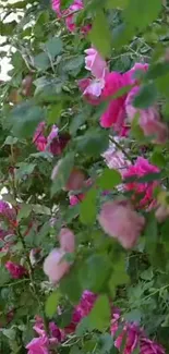 Close-up of vibrant pink roses and lush green leaves.