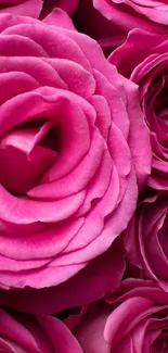 Close-up of vibrant pink roses forming a floral pattern.