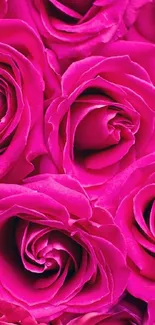 Vibrant pink roses mobile wallpaper, perfect for elegant floral decoration.