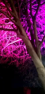 Pink illuminated tree branches glowing at night.