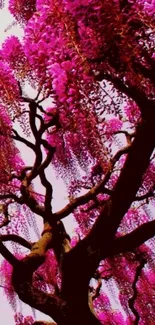 Vibrant pink wisteria tree wallpaper with cascading floral beauty.