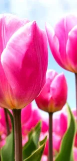 Mobile wallpaper with vibrant pink tulips.