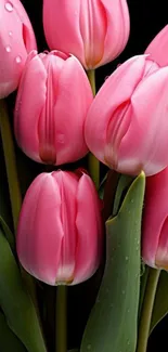 Pink tulips with dark background close-up