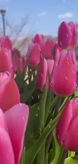 Vibrant pink tulips under a clear sky.