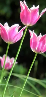 Three vibrant pink tulips in bloom with a lush green background.